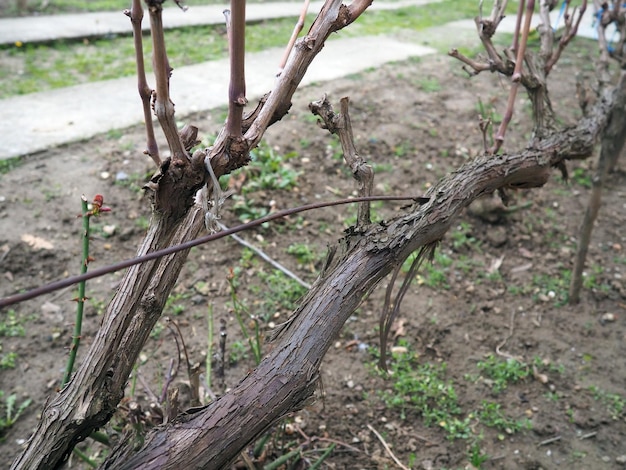 Grapevine in winter Tying vines and pruning excess branches Grape business and winemaking Agricultural spring seasonal work