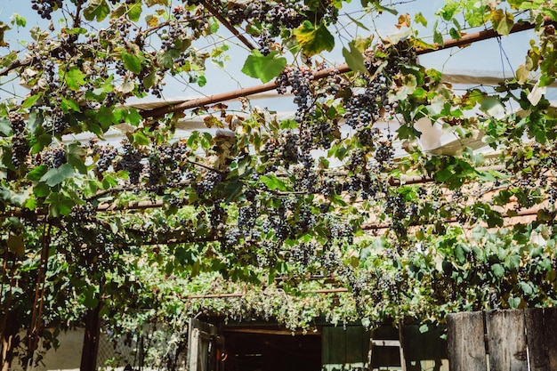 Виноградная лоза с голубым виноградом, используемая в качестве защиты от солнца для затенения заднего двора в жаркий солнечный летний день в Румынии.