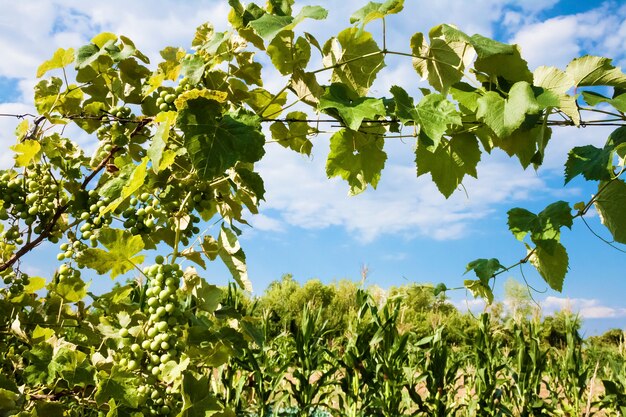 Виноградная лоза с зеленым виноградом на фоне облачного неба