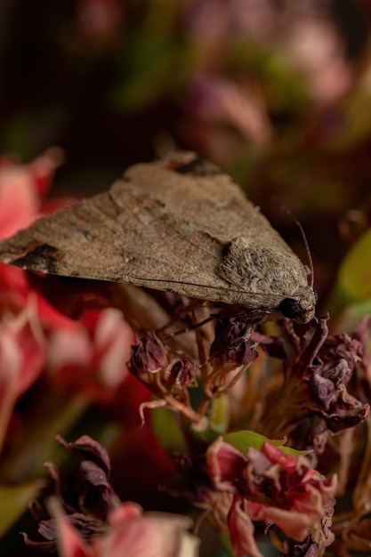 Graphic Owlet Moth of the genus Melipotis in a flowering plant