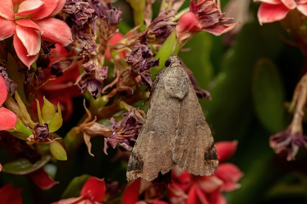 Graphic Owlet Moth of the genus Melipotis in a flowering plant