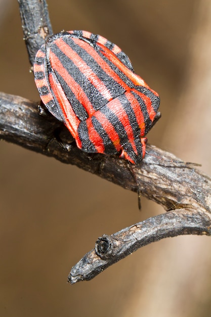 Bug di grafosoma lineatum