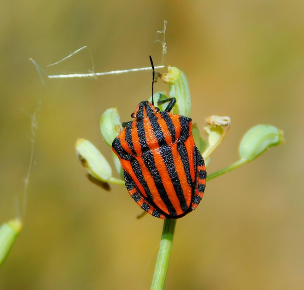 빨간색과 검은색 줄무늬가 있는 Graphosoma lineatum