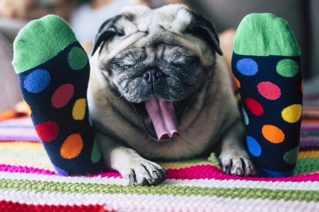 grappig beeld van het echte gezinsleven thuis met beste vriendenvrouw en mopshond die samen slapen, kleurrijke sokken en de hond in het midden die geeuwt voor een vroeg wakker worden. lui binnenlands concept met kleuren