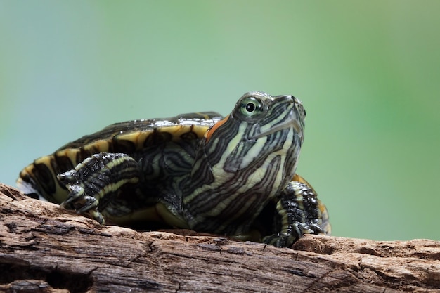 Foto grappig gezicht braziliaanse schildpad schattige kleine braziliaanse schildpad close-up gezicht braziliaanse schildpad