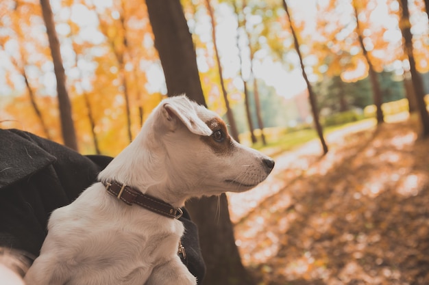 Grappig jack russell terrier hond portret in de herfst natuur. Huisdier en rasechte dieren concept