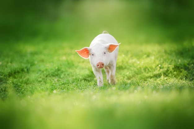 Grappig jong varken staat op het groene gras