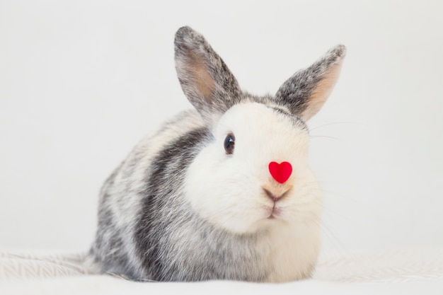Grappig konijn met decoratief rood hart op neus