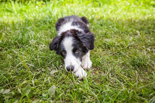 Grappig openluchtportret van leuk puppygrenscollie die op grasachtergrond liggen