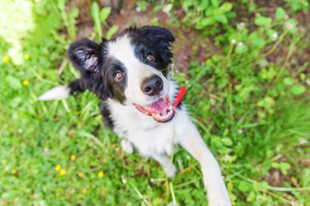 Grappig openluchtportret van leuke het glimlachen border collie-zitting op groen gras in park