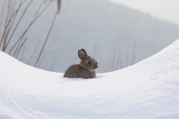 Grappig pluizig konijntje in de sneeuw