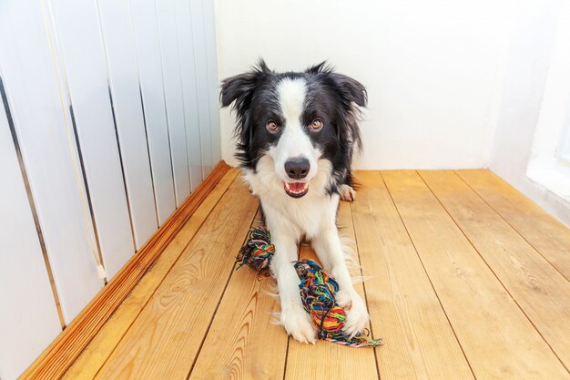 Grappig portret die van leuke het glimlachen puppyhond border collie kleurrijk kabelstuk speelgoed in mond houden. nieuw mooi lid van familie hondje thuis spelen met eigenaar. dierenverzorging en dieren concept.