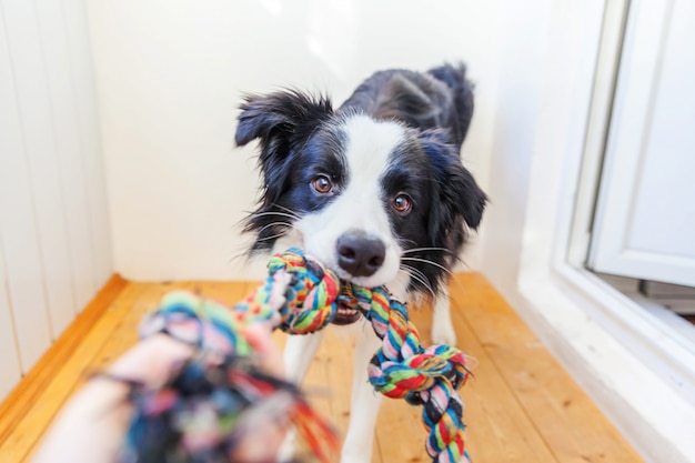 Grappig portret die van leuke puppyhond border collie kleurrijk kabelstuk speelgoed in mond houden