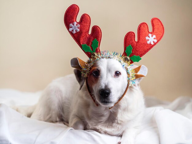 Grappig portret van een hond met rendiergewei Concept van het nieuwe jaar en Kerstmis