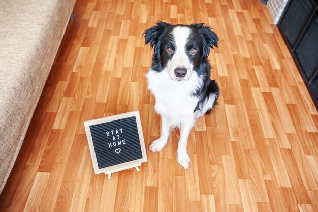 Grappig portret van hond met de inschrijvingszitting van de brievenraad op vloer