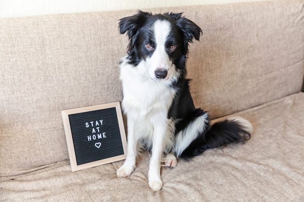 Grappig portret van hond op bank met de inscriptie van het brievenbord