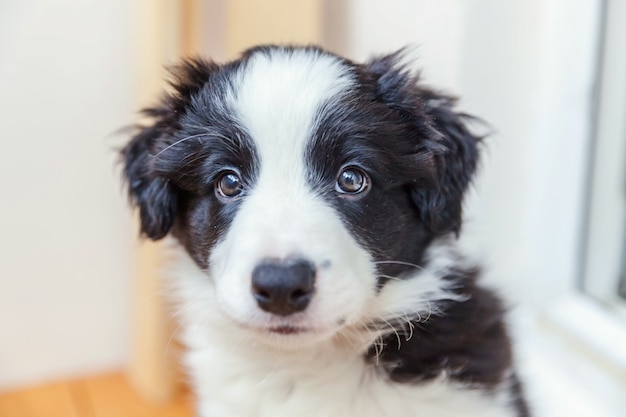 Grappig portret van leuke glimlachende puppyhond border collie thuis