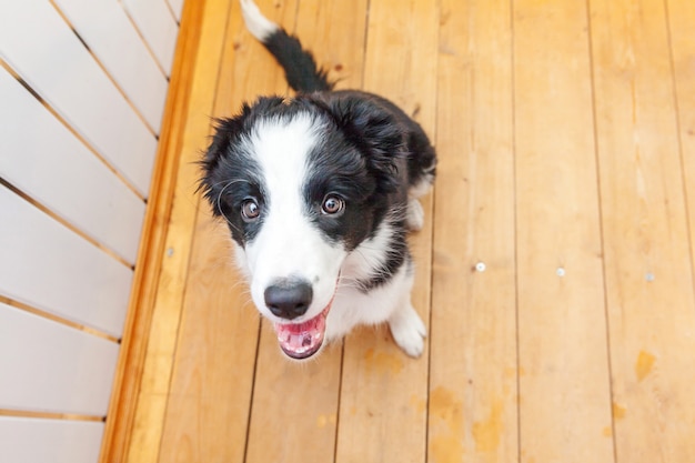 Grappig portret van leuke glimlachende puppyhond border collie thuis