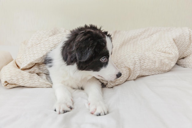 Grappig portret van leuke smilling puppyhond border collie in bed thuis