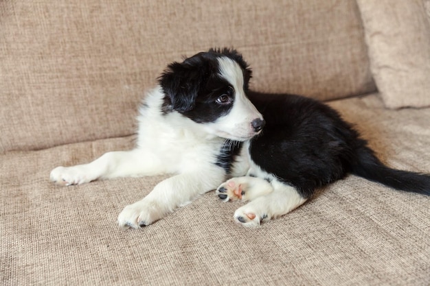 Grappig portret van leuke smilling puppyhond border collie thuis