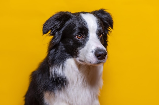 Grappig portret van schattige puppy hond border collie geïsoleerd op gele kleurrijke achtergrond Schattige hond huisdier dier leven concept