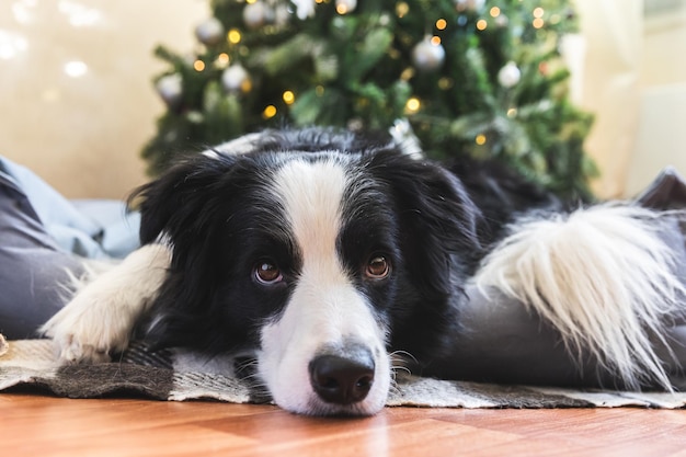 Grappig portret van schattige puppy hond border collie liggend in de buurt van kerstboom thuis binnenshuis prepar