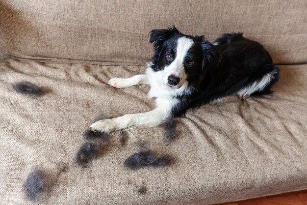 Grappig portret van schattige puppy hond border collie met bont in de rui liggend op de bank. Harige kleine hond en wol in de jaarlijkse lente of herfst rui thuis binnenshuis. Huisdierhygiëne allergie verzorgingsconcept.