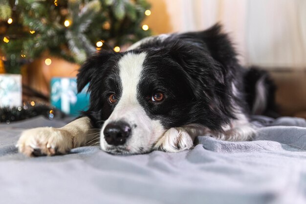 Grappig portret van schattige puppyhond border collie met geschenkdoos en onscherpe slingerlichten die liggen