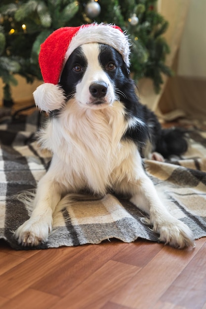 Grappig portret van schattige puppyhond border collie met kerstkostuum rode kerstman hoed in de buurt van ch...