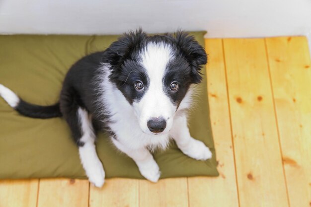 Grappig portret van schattige smilling puppy hondje border collie binnen. Nieuw lief gezinslid hondje thuis starend en wachtend op beloning. Dierenverzorging en dierenconcept