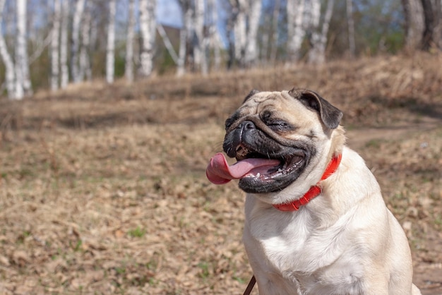 Grappig pug-gezicht met gesloten ogen en open mond met een lange tong tegen de achtergrond van een wazig bos Rode lederen halsband en bruine riem Kopieer de ruimte Horizontaal