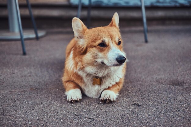 Grappig schattig ras Welsh corgi, liggend op het asfalt in de buurt van een café, wachtend op de eigenaar.