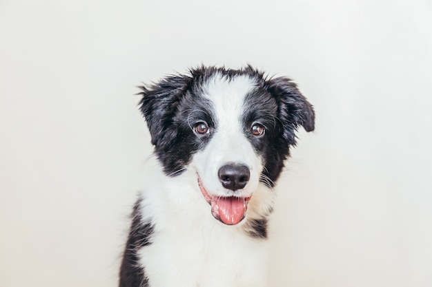 Grappig studio portret van schattige lachende puppy hond border collie geïsoleerd op wit