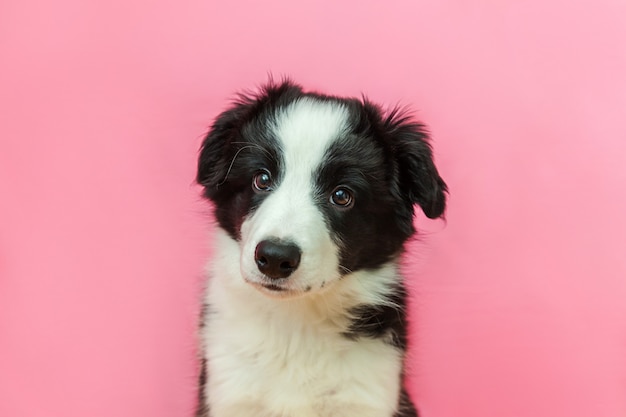 Grappig studioportret van leuke glimlachende puppyhond border collie op roze pastelkleurachtergrond