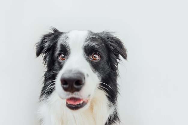 Grappig studioportret van leuke het glimlachen border collie van de puppyhond die op witte achtergrond wordt geïsoleerd