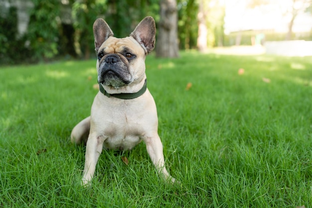 Grappig uitziende Franse bulldog zittend op veld wegkijken.