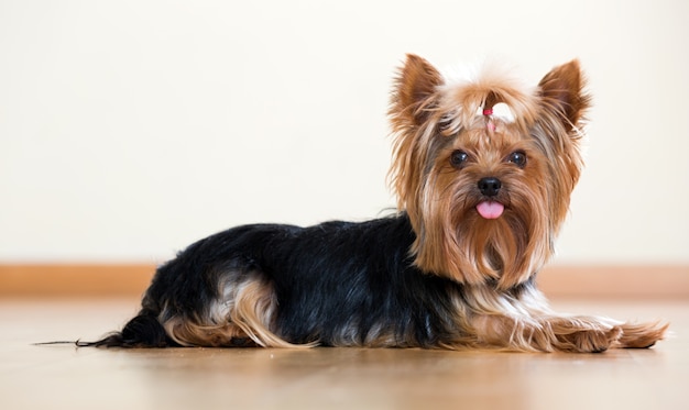 Grappig Yorkshire Terrier