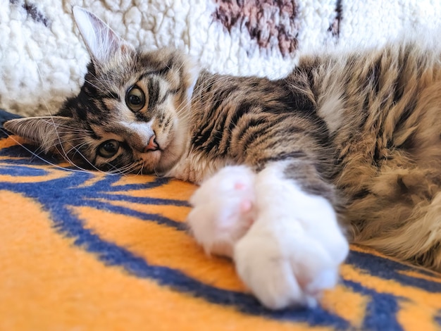 Grappige aantrekkelijke kat ligt op zijn rug op bed in de ochtendzonlichten