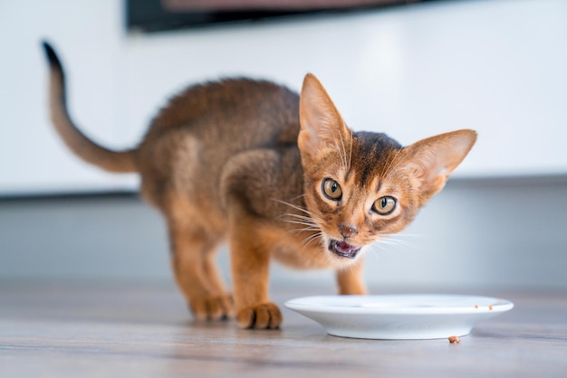 Grappige Abessijnse kitten spelen op de vloer in de woonkamer.