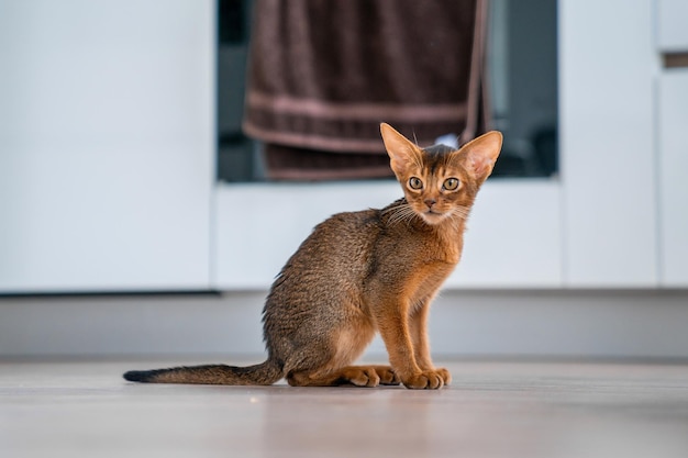 Grappige Abessijnse kitten spelen op de vloer in de woonkamer.