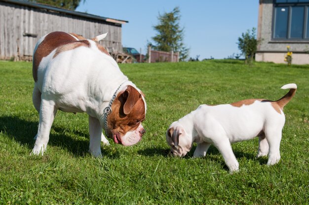 Grappige Amerikaanse Bulldog-puppy met volwassen moederhond