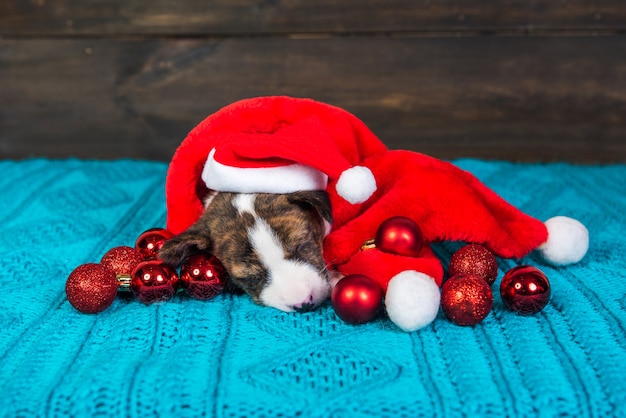 Grappige Basenji puppy hondje in kerstmuts zit met rode kerstballen. Winter Kerstmis of Nieuwjaar kaart achtergrond