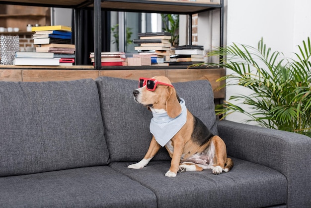 Grappige beagle hond in rode zonnebril en bandana zittend op de bank