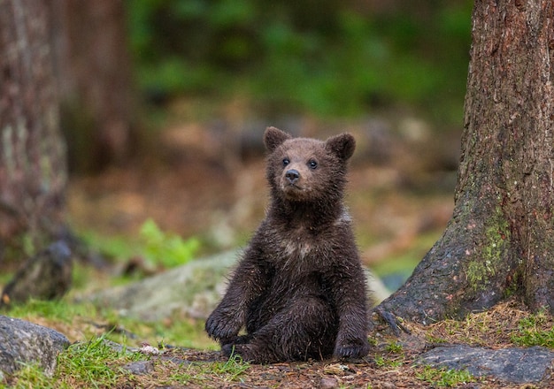 Grappige beer cub zit op de grond in het bos