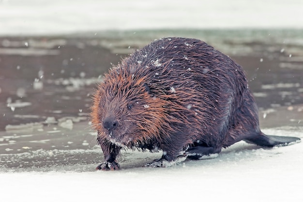 Foto grappige bruine amerikaanse bever (castor geslacht) zit aan de oever van een bevroren meer in de winter