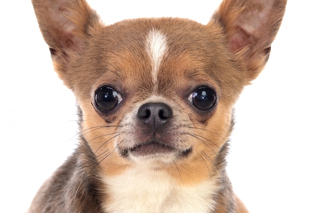 Grappige bruine Chihuahua met grote oren