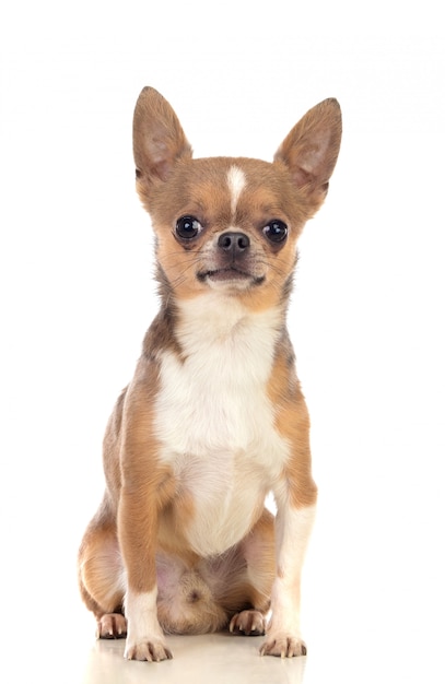 Grappige bruine Chihuahua met grote oren