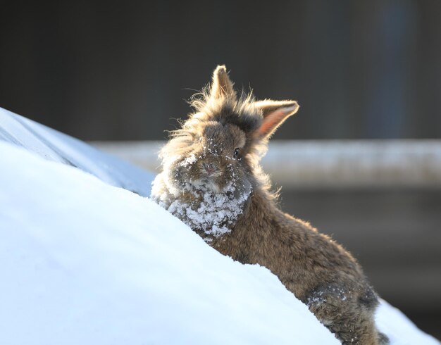 Grappige bruine haas in de sneeuw