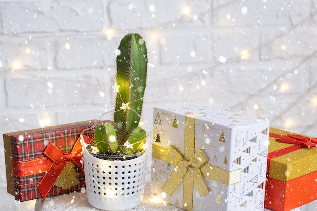 Grappige cactus in de vorm van een mannelijke penis in kerstverlichting geschenkdoos kerstmis en nieuwjaar decor er zal geen vakantie zijn zonder geschenken intieme ontharing voor mannen ingemaakte kamerplanten interieur