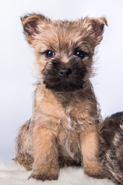 Grappige Cairn Terrier puppy hondje met rode tarwe vacht geïsoleerd op witte achtergrond